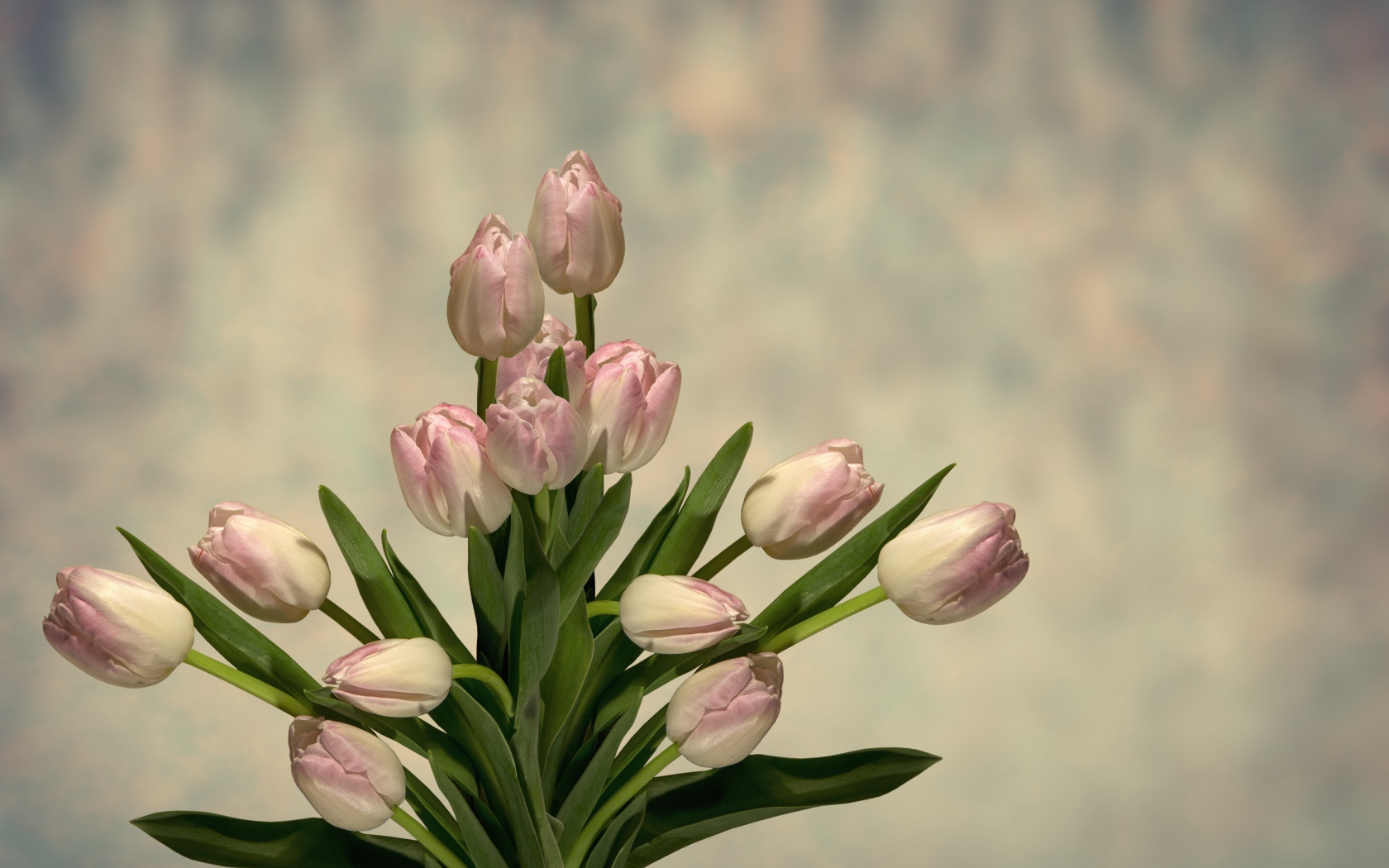 Букет розовых тюльпанов с зелеными листьями на сером фоне 