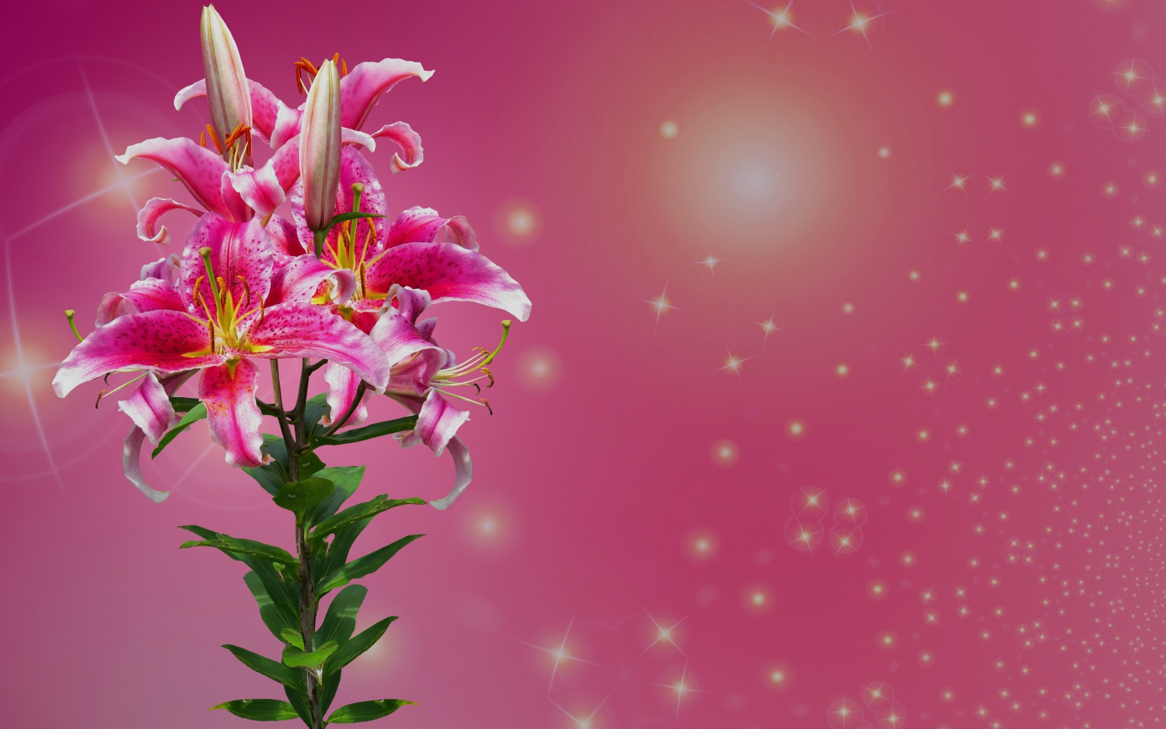 Ветка цветов лилии на розовом фоне 