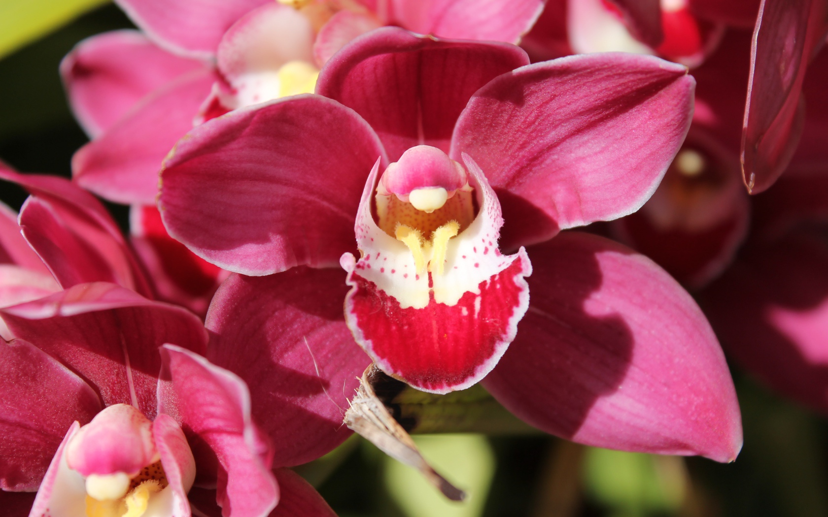 Нежный розовый цветок красивой орхидеи крупным планом