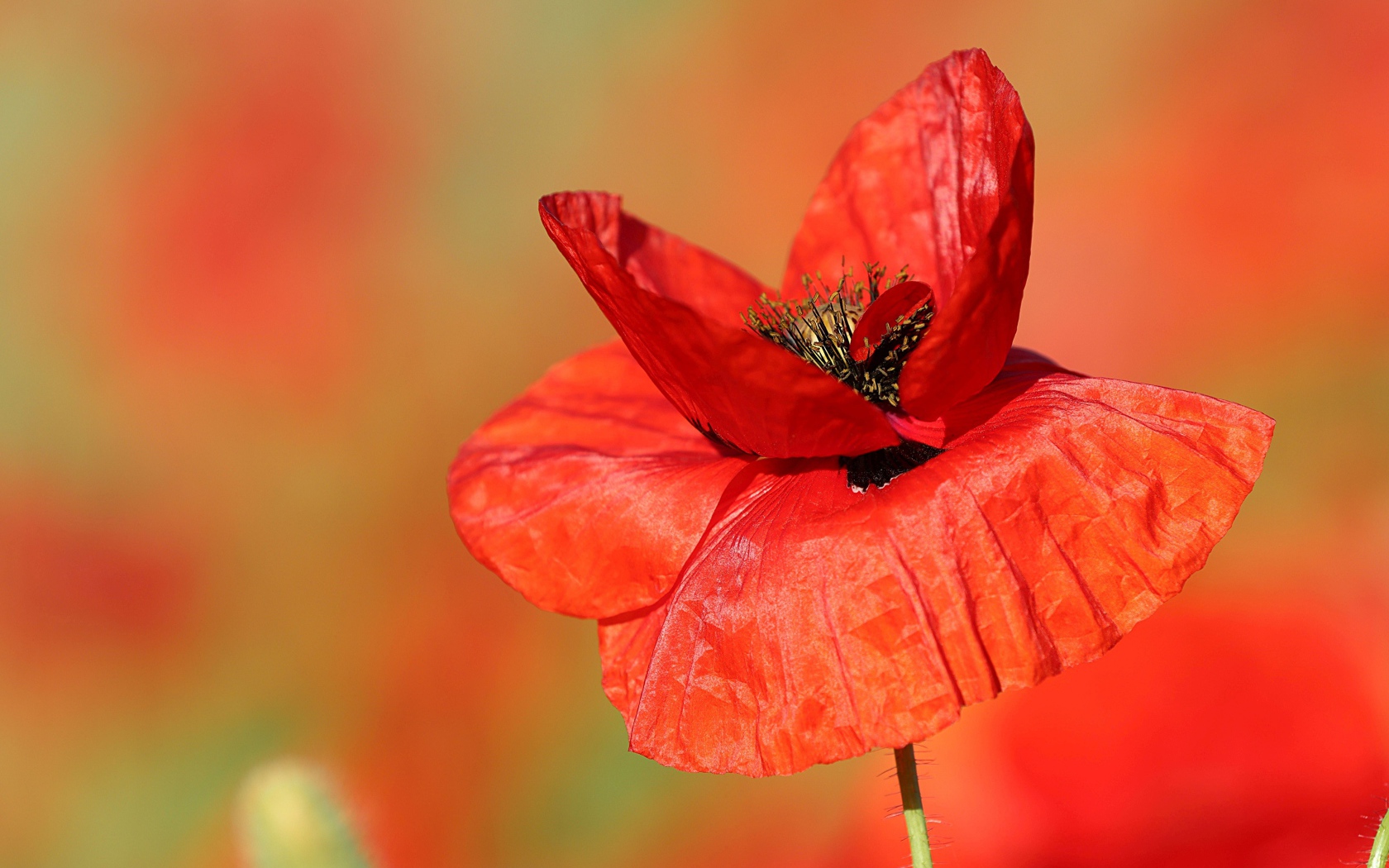 Нежные тонкие лепестки полевого мака