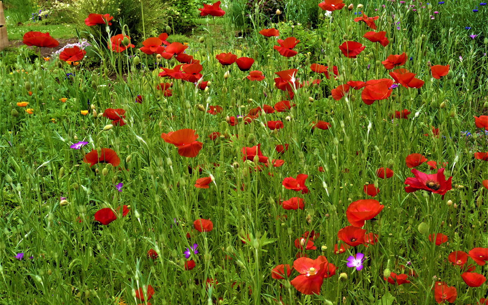 Поляна с красными маками в зеленой траве