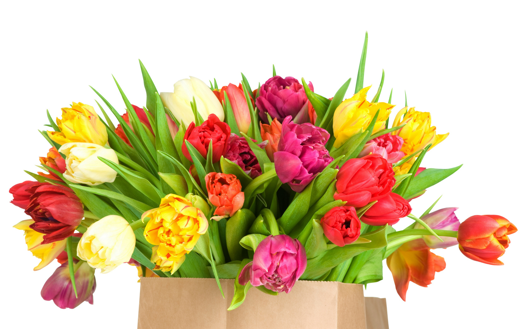 Огромный букет тюльпанов на белом фоне