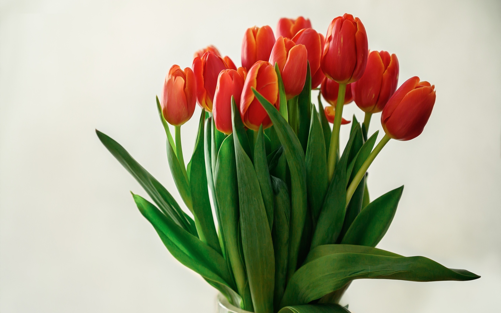 Большой букет красных тюльпанов в вазе на белом фоне