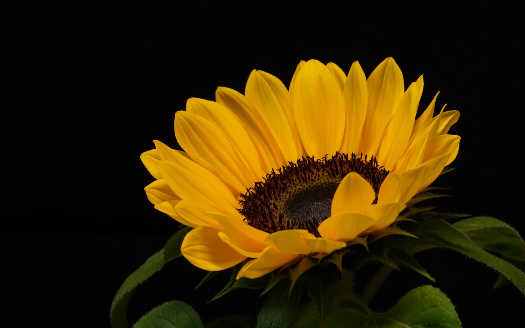 Большой подсолнух с желтыми лепестками на черном фоне
