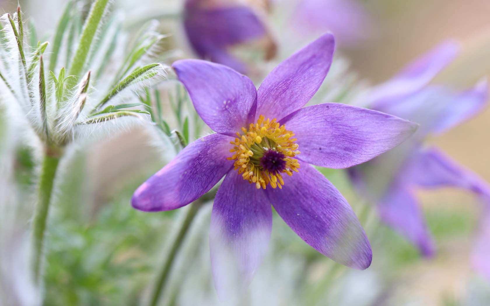 Сиреневый цветок прострел крупным планом 