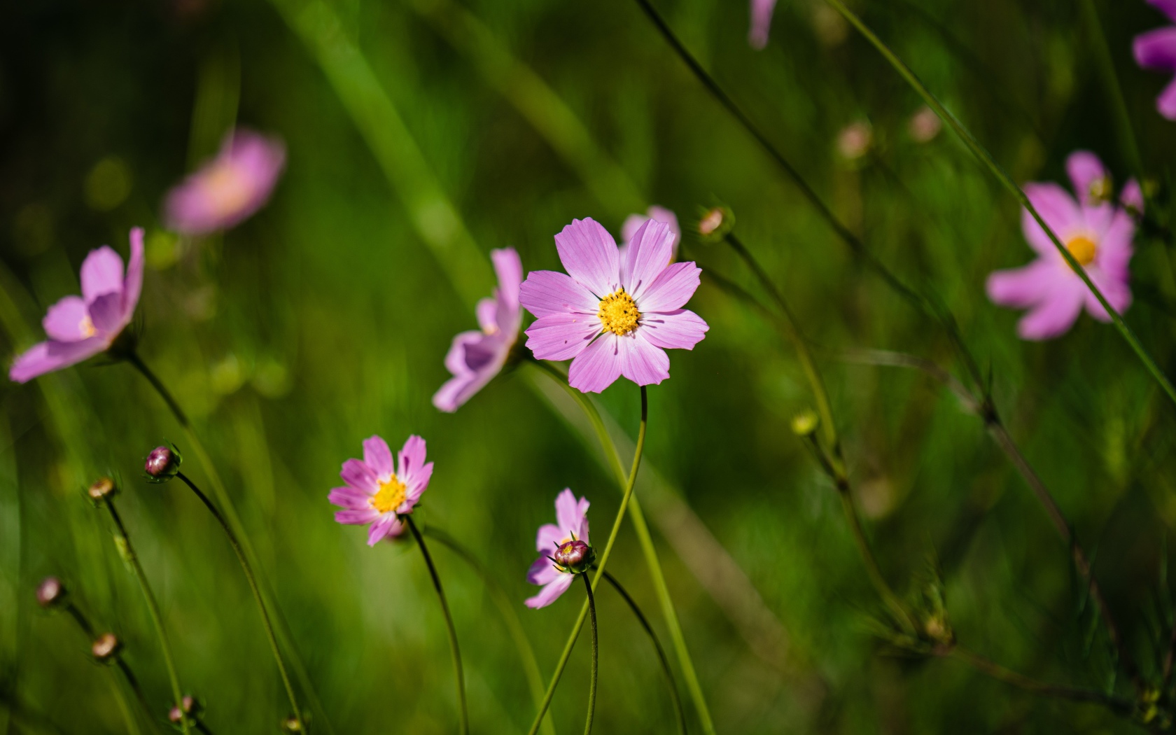 Много розовых цветов космеи на поле 