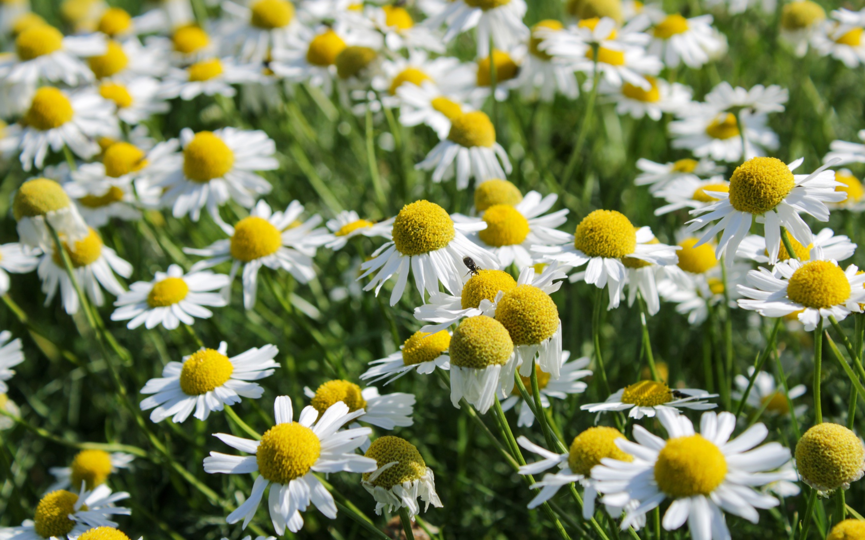 Много белых полевых ромашек с желтой серединкой