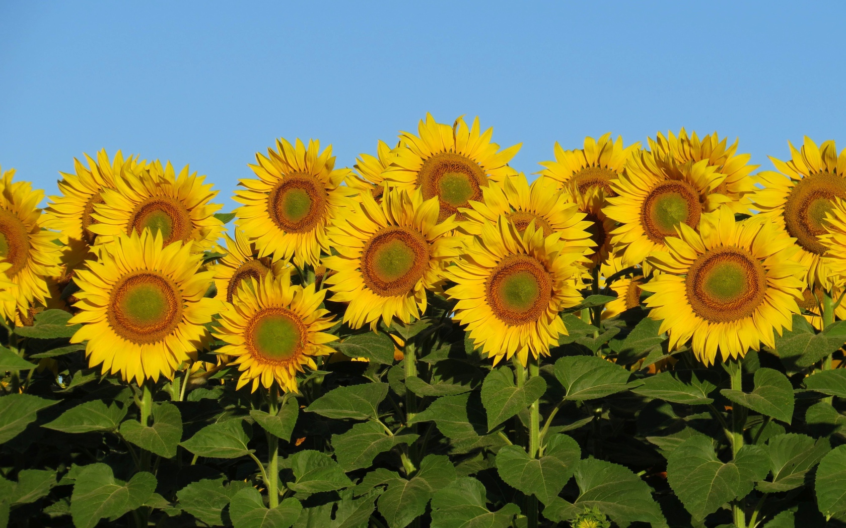 Много желтых цветов подсолнуха с зелеными листьями на фоне голубого неба