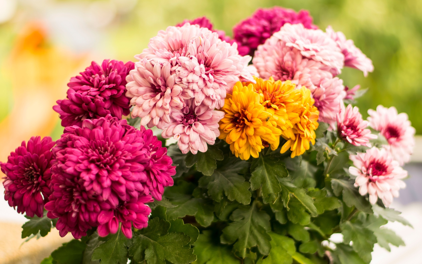 Разноцветные хризантемы крупным планом