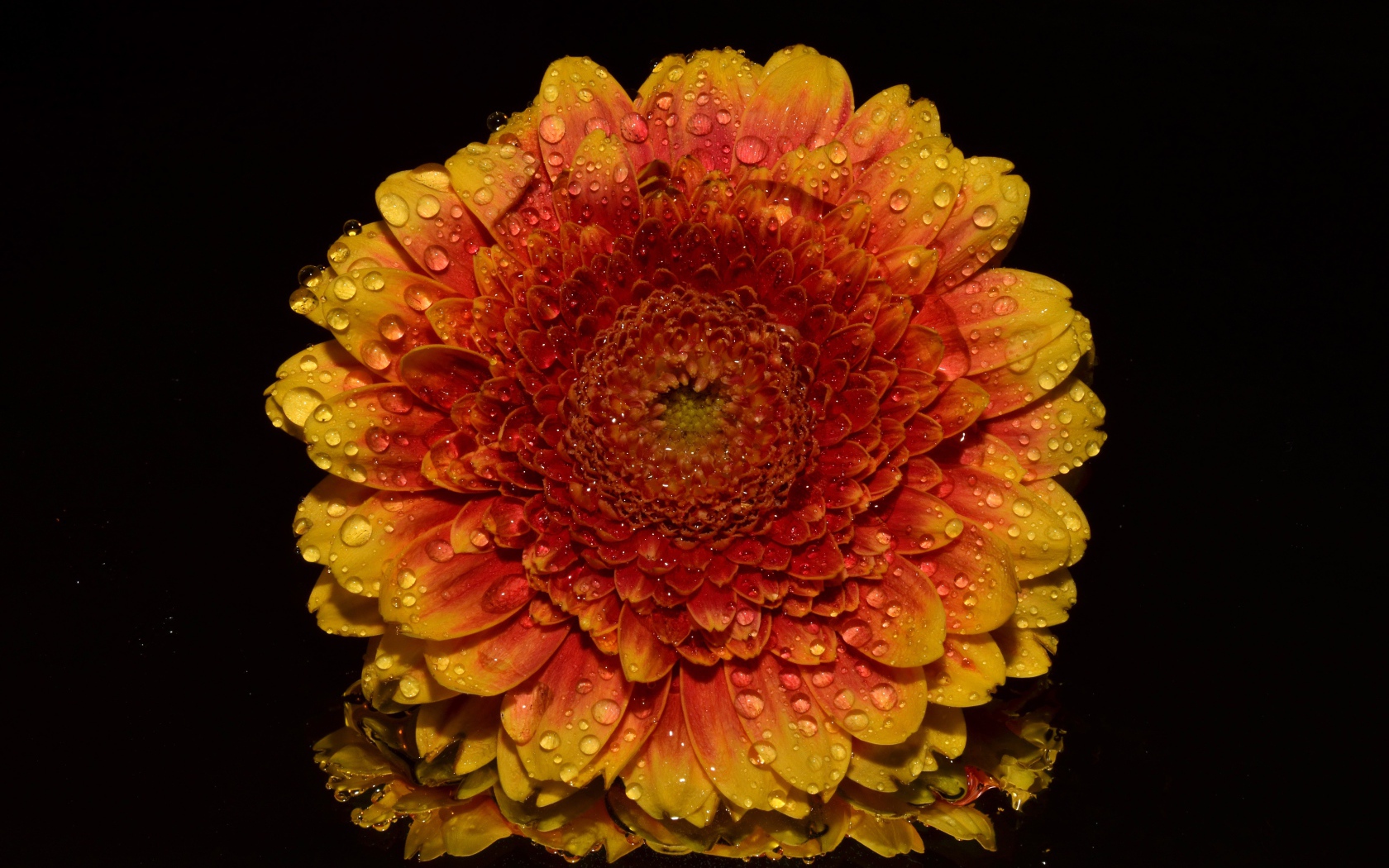 Оранжевый цветок хризантемы в каплях росы на черном фоне