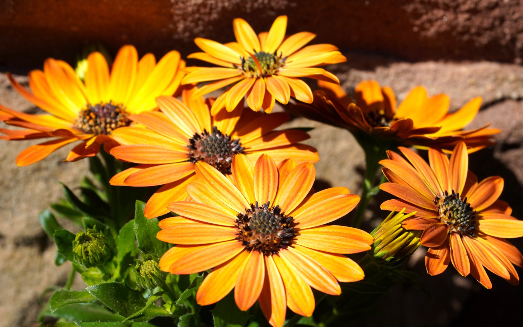 Оранжевые цветы остеоспермум на столе