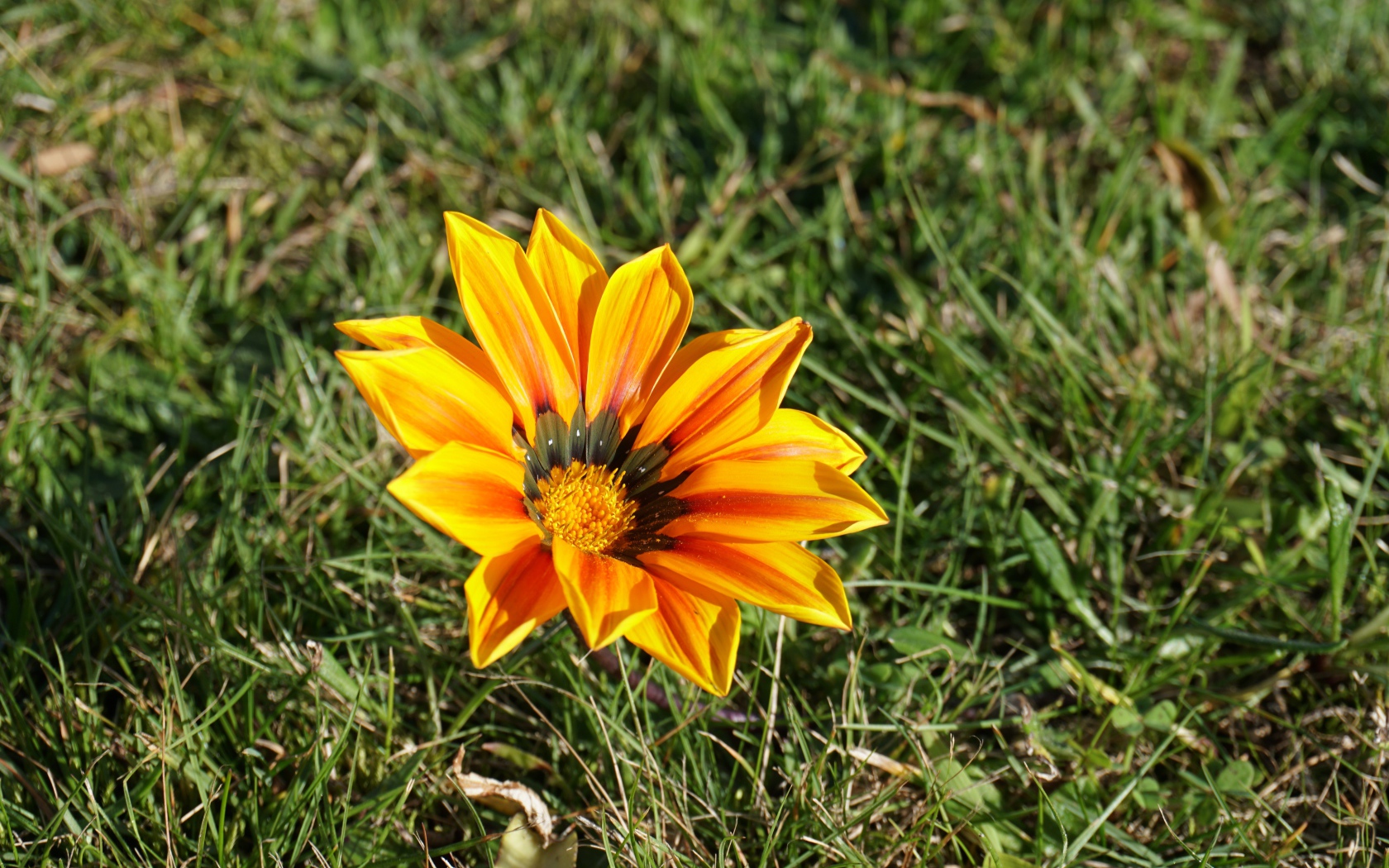 Оранжевый цветок газания в зеленой траве