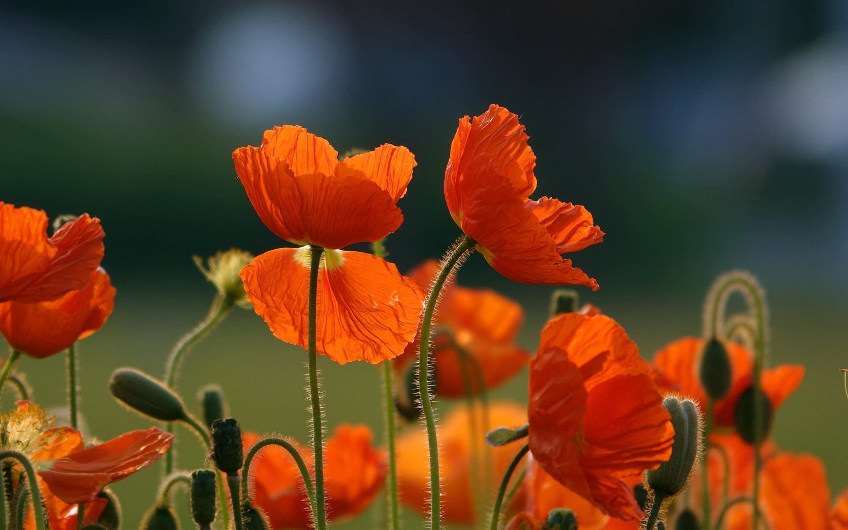 Оранжевые цветы мака с бутонами на поле