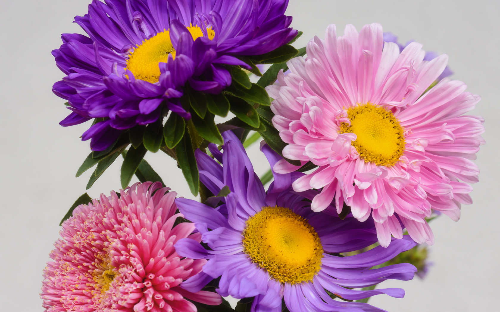 Розовые и сиреневые астры на сером фоне