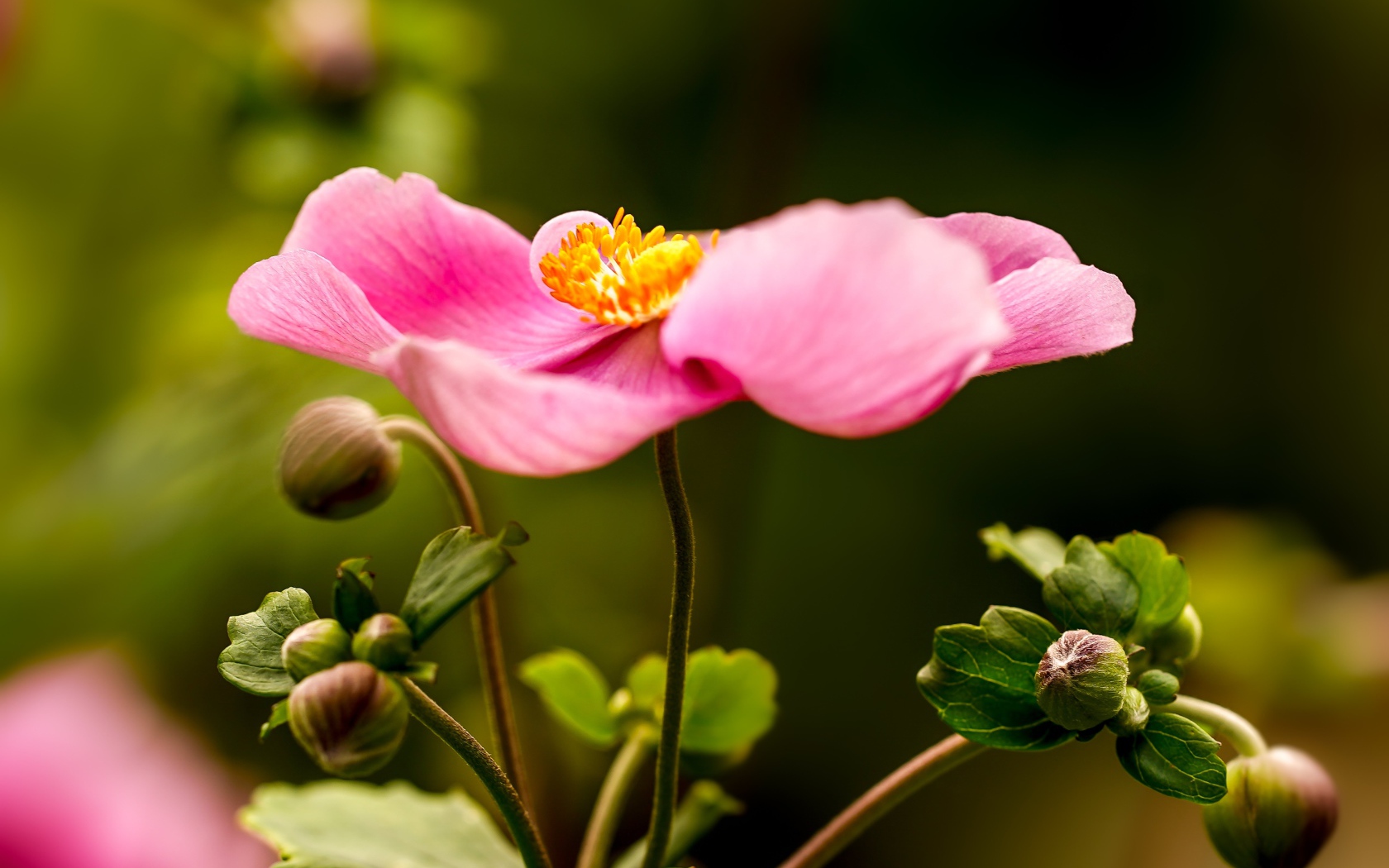 Розовый цветок анемона с бутонами 