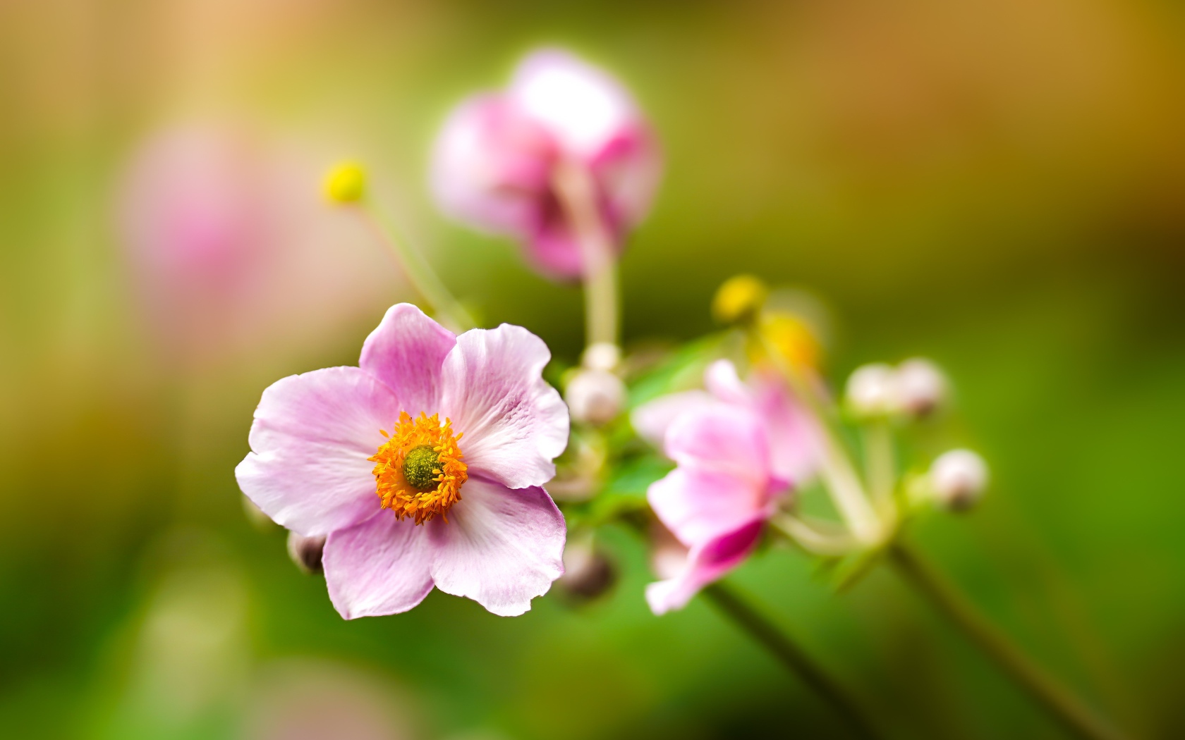 Розовые цветы анемоны с бутонами крупным планом