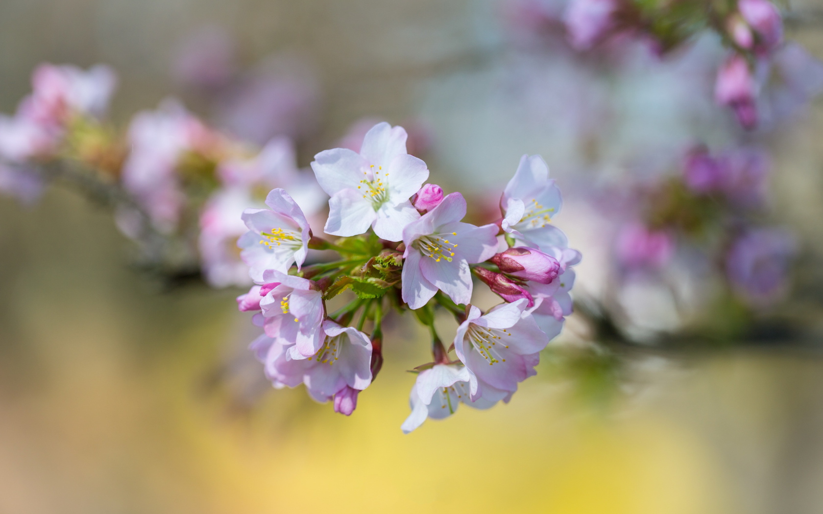 Розовые цветы черешни на ветке дерева