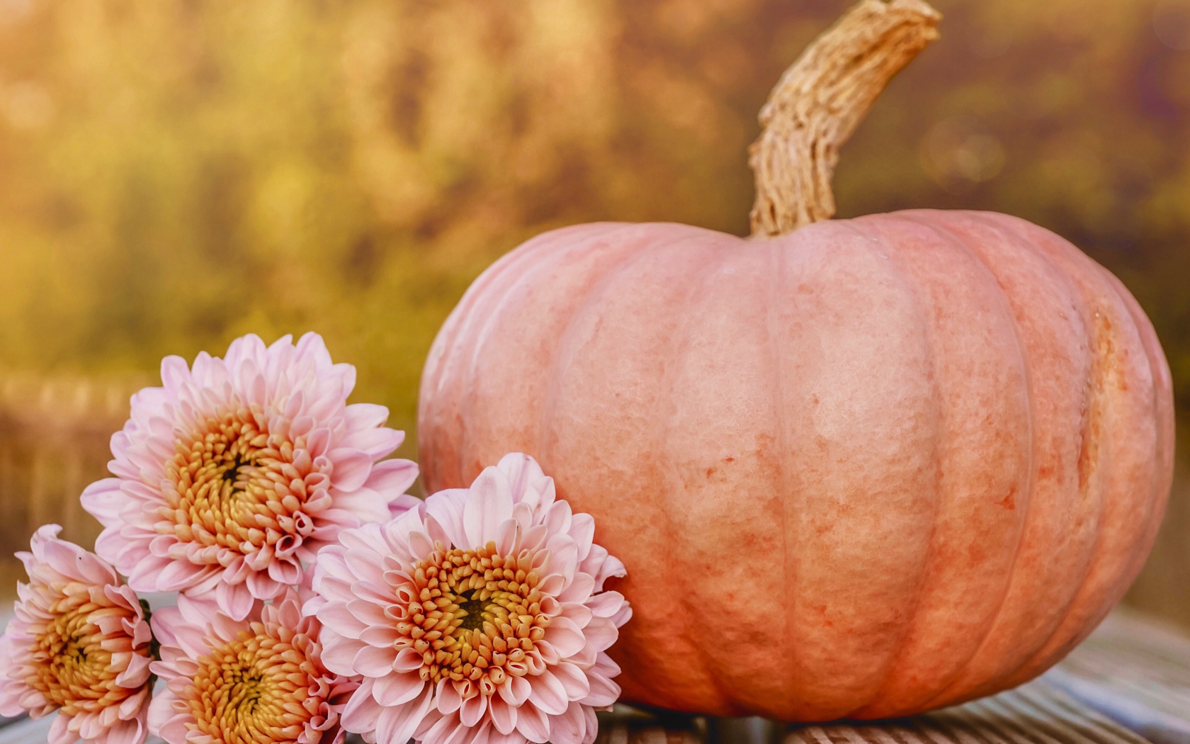 Розовые цветы хризантемы с тыквой 