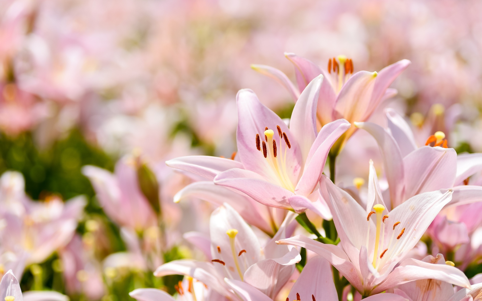 Розовые цветы нежной лилии крупным планом 