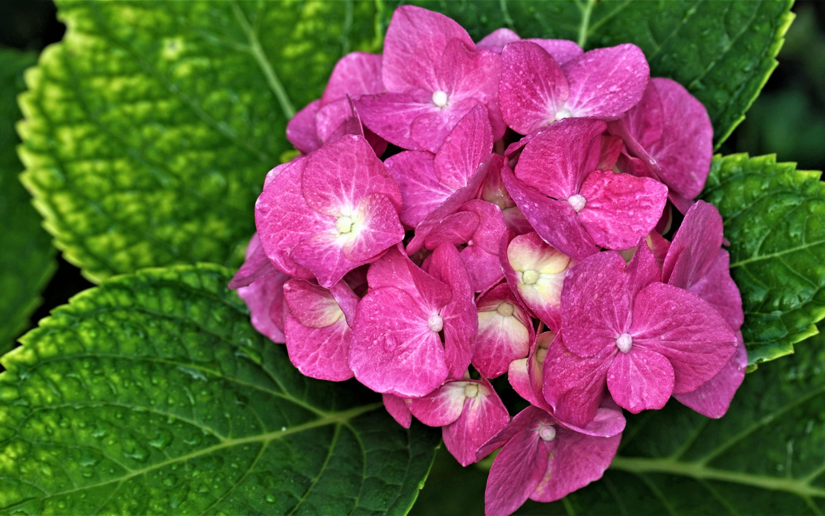 Розовый цветок гортензии с зелеными листьями 