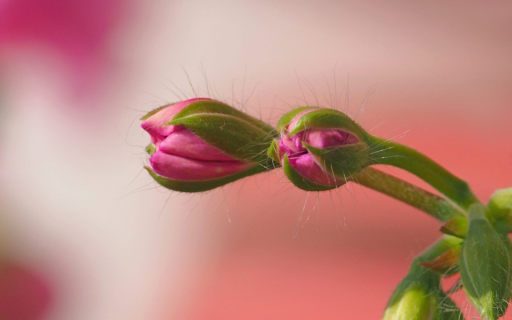 Розовый комнатный цветок герани распускается