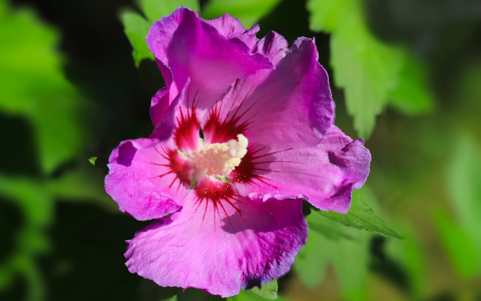 Розовый цветок лаватера с зелеными листьями крупным планом