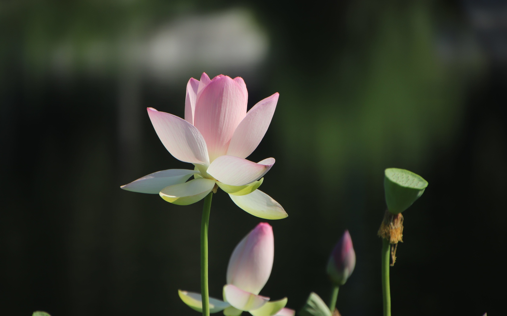 Розовый цветок лотоса с бутонами в лучах солнца 