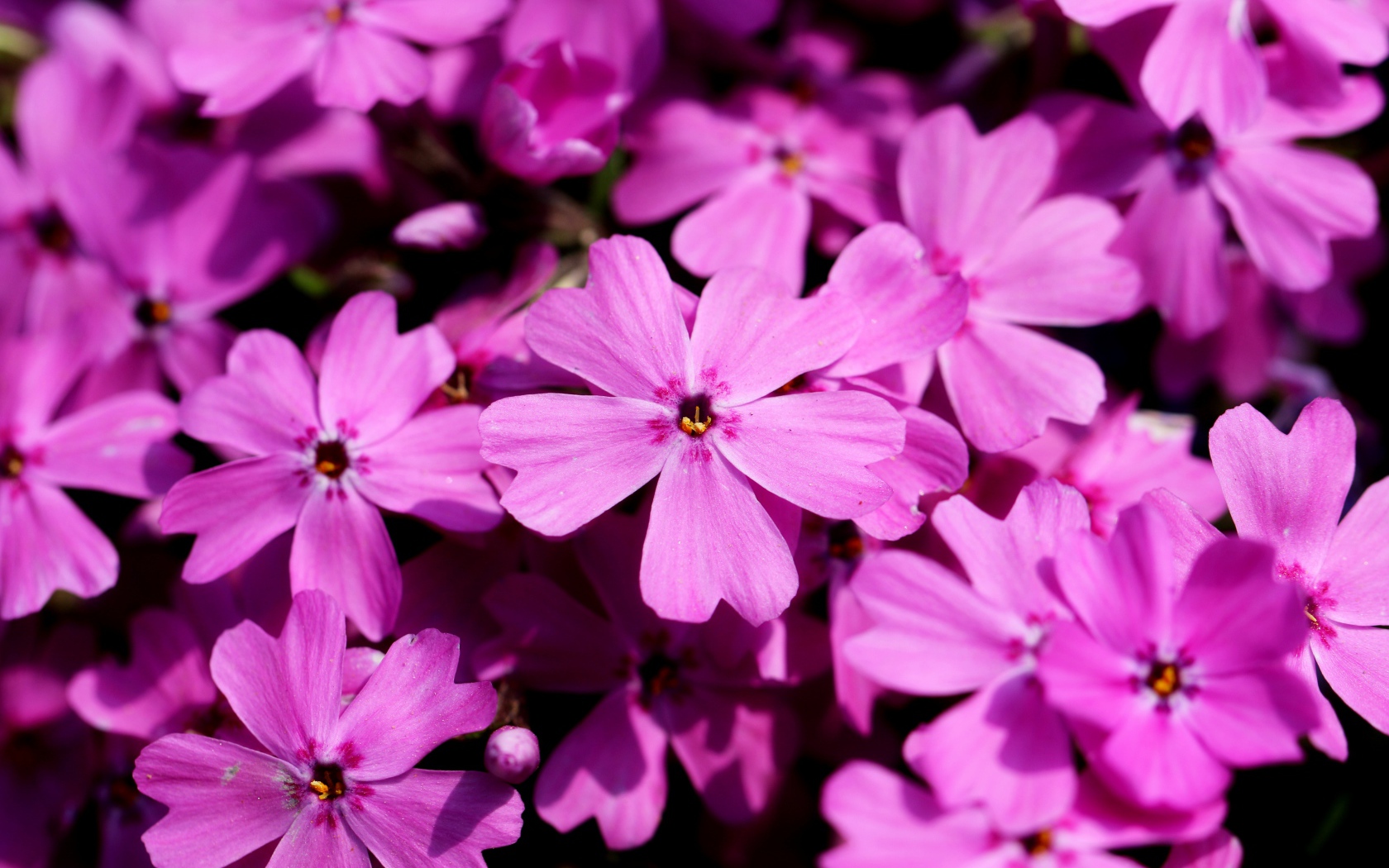 Розовые цветы флоксы крупным планом в лучах солнца 