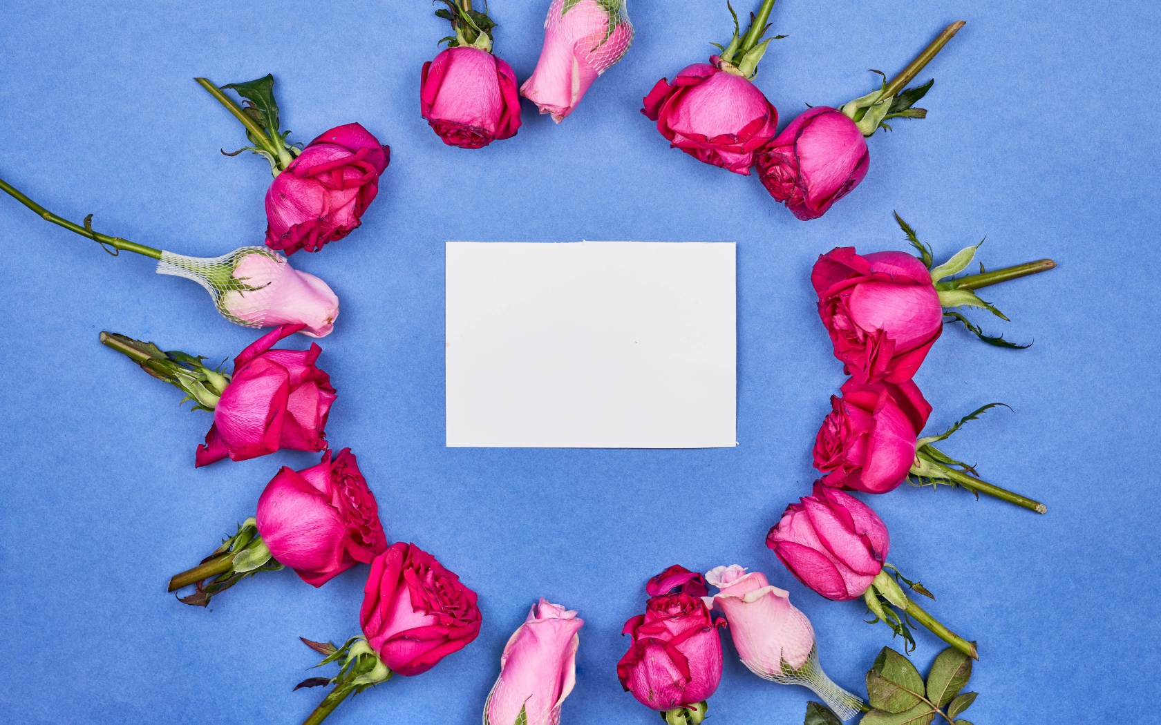 Бутоны розовых роз с белым листом бумаги на голубом фоне