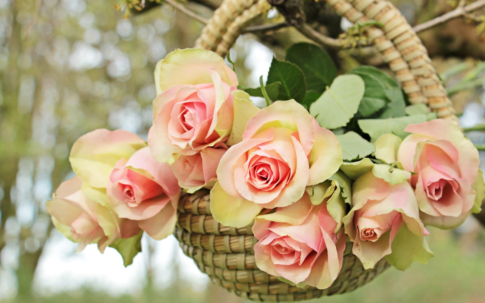 Розовые цветы розы в корзине на ветке