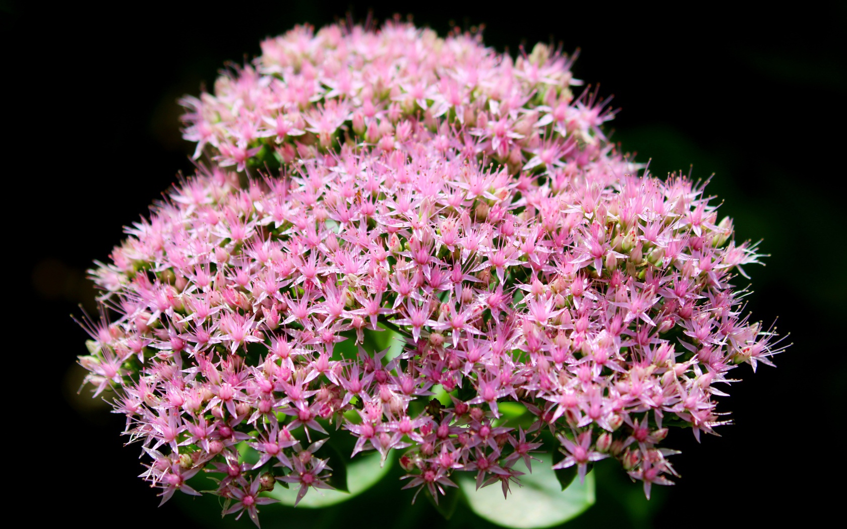 Розовые мелкие цветы Хилотелефиум на черном фоне