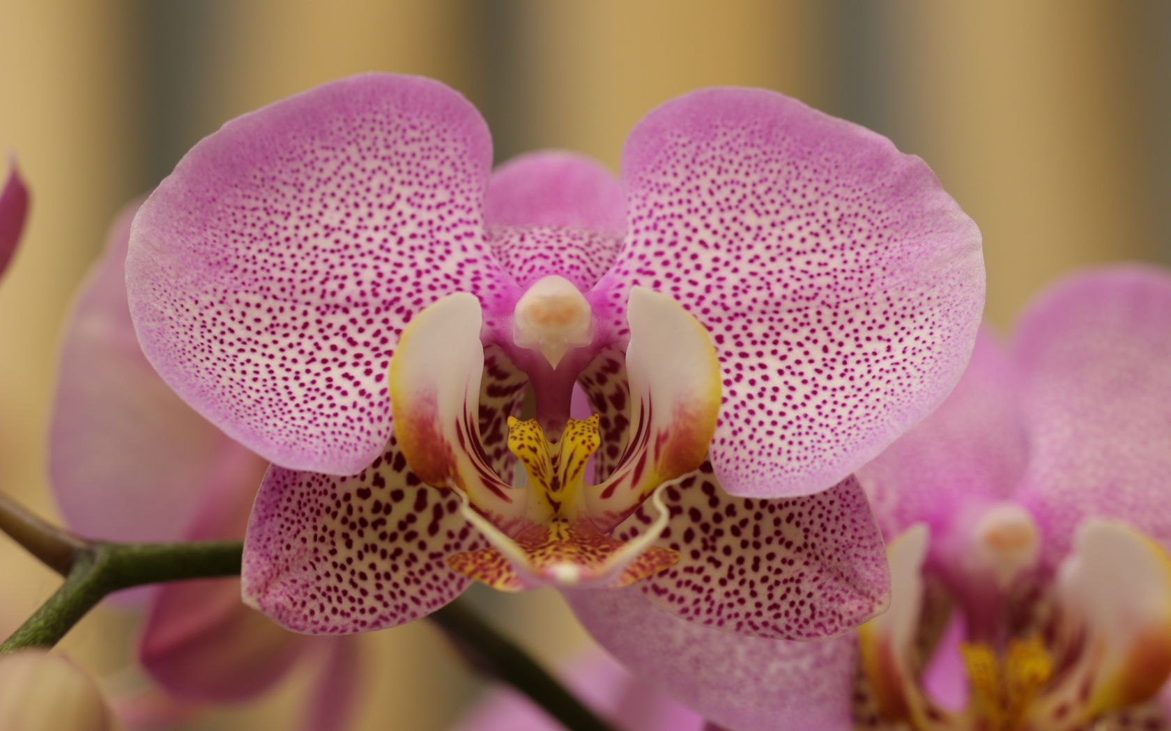 Розовый пятнистый цветок орхидеи крупным планом 