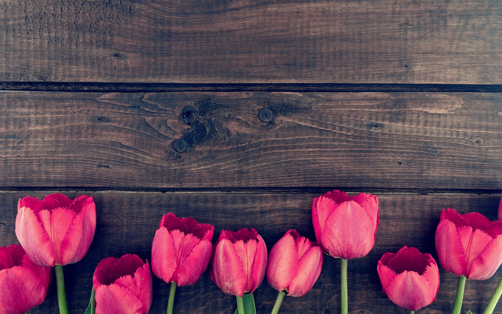 Розовые цветы тюльпана на деревянном столе 