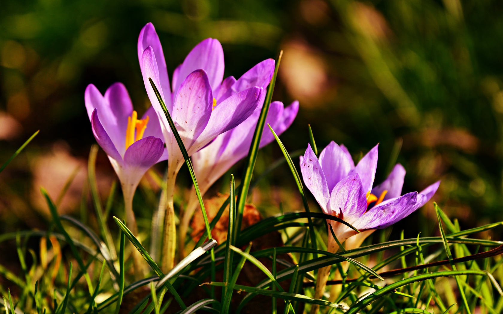 Фиолетовые крокусы в высокой зеленой траве