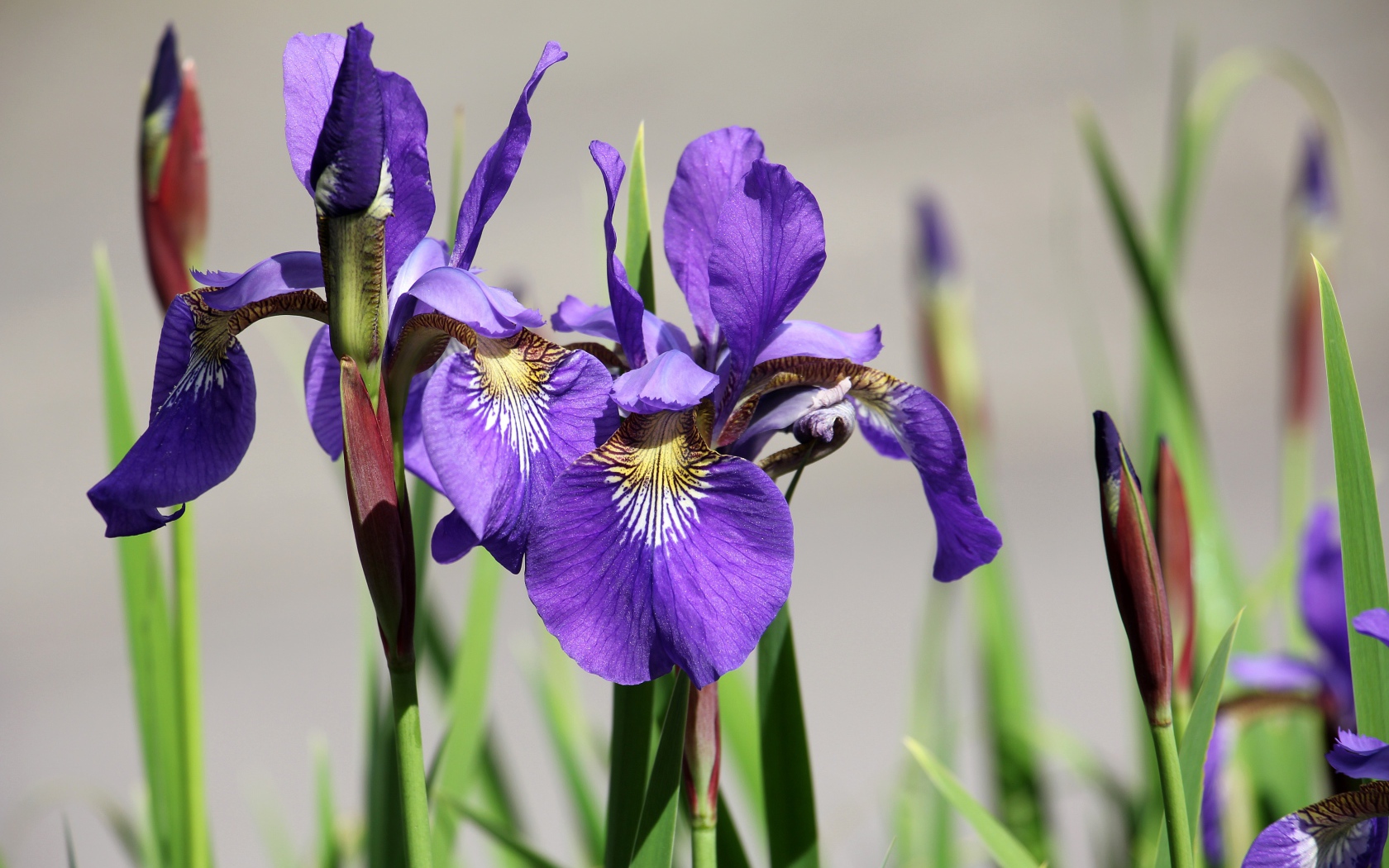 Фиолетовые цветы ириса с бутонами крупным планом