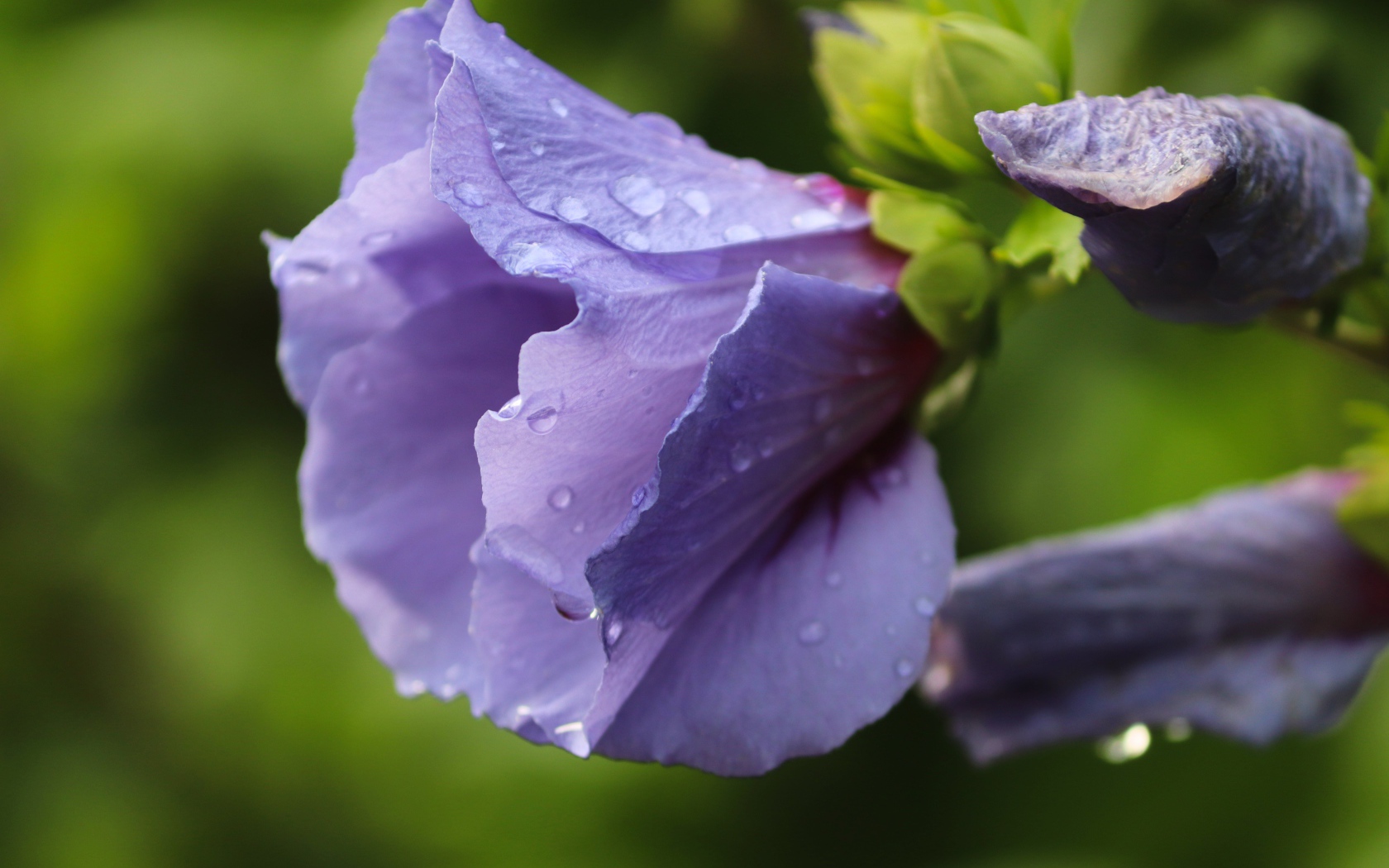 Фиолетовые цветы лаватера в каплях дождя