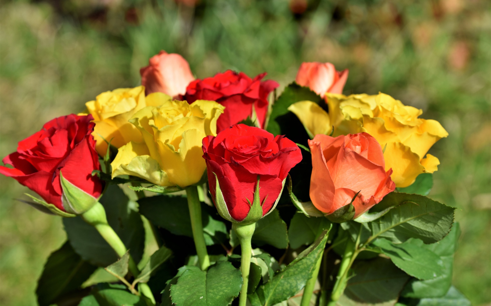 Красные и желтые английские розы в букете