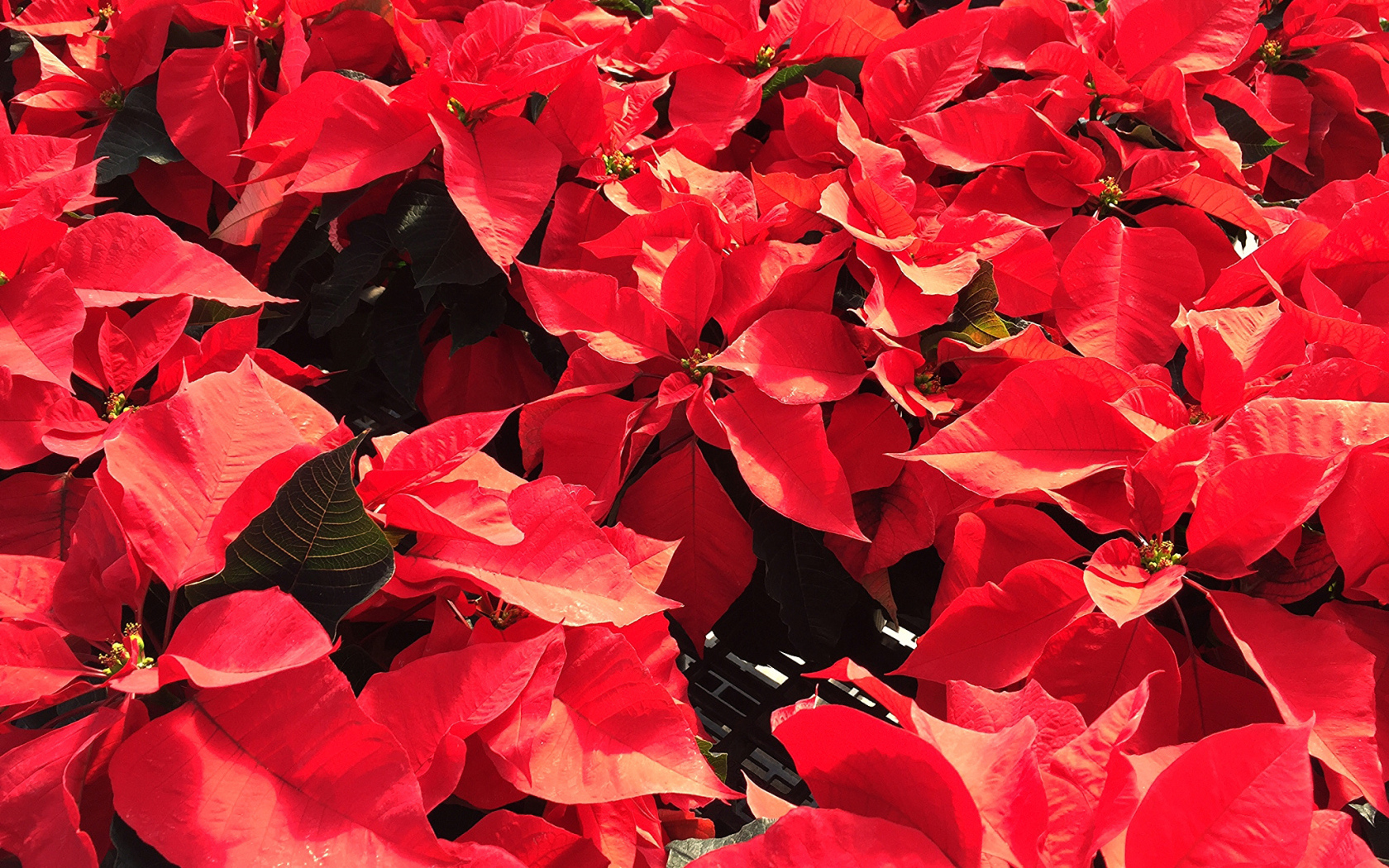 Красные листья цветов молочая в лучах солнца