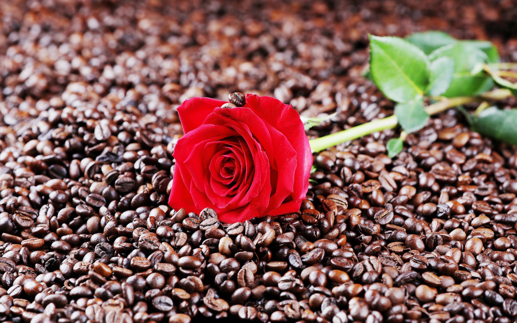 Красная роза лежит на кофейных зернах