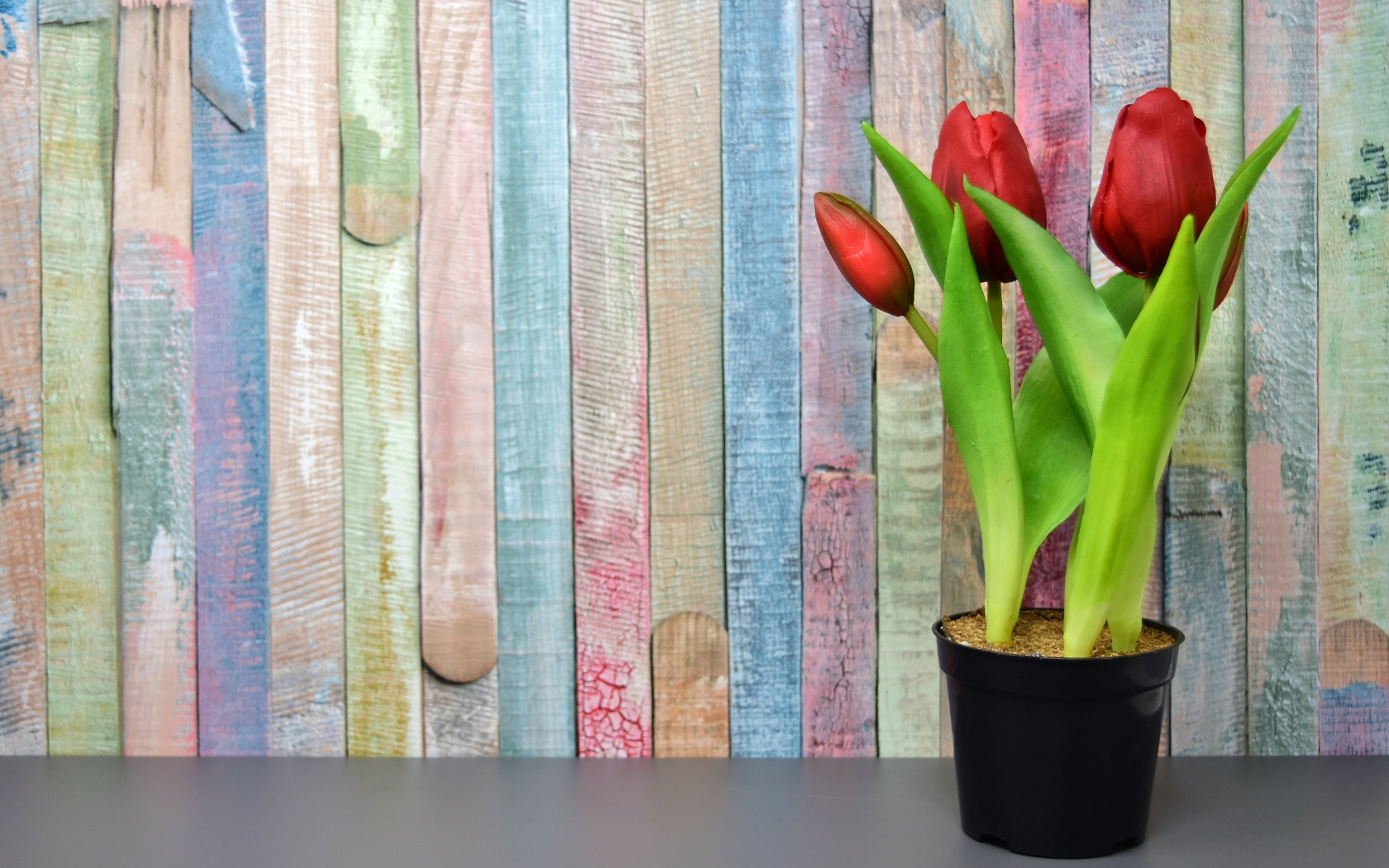 Красные цветы тюльпана в горшке на столе