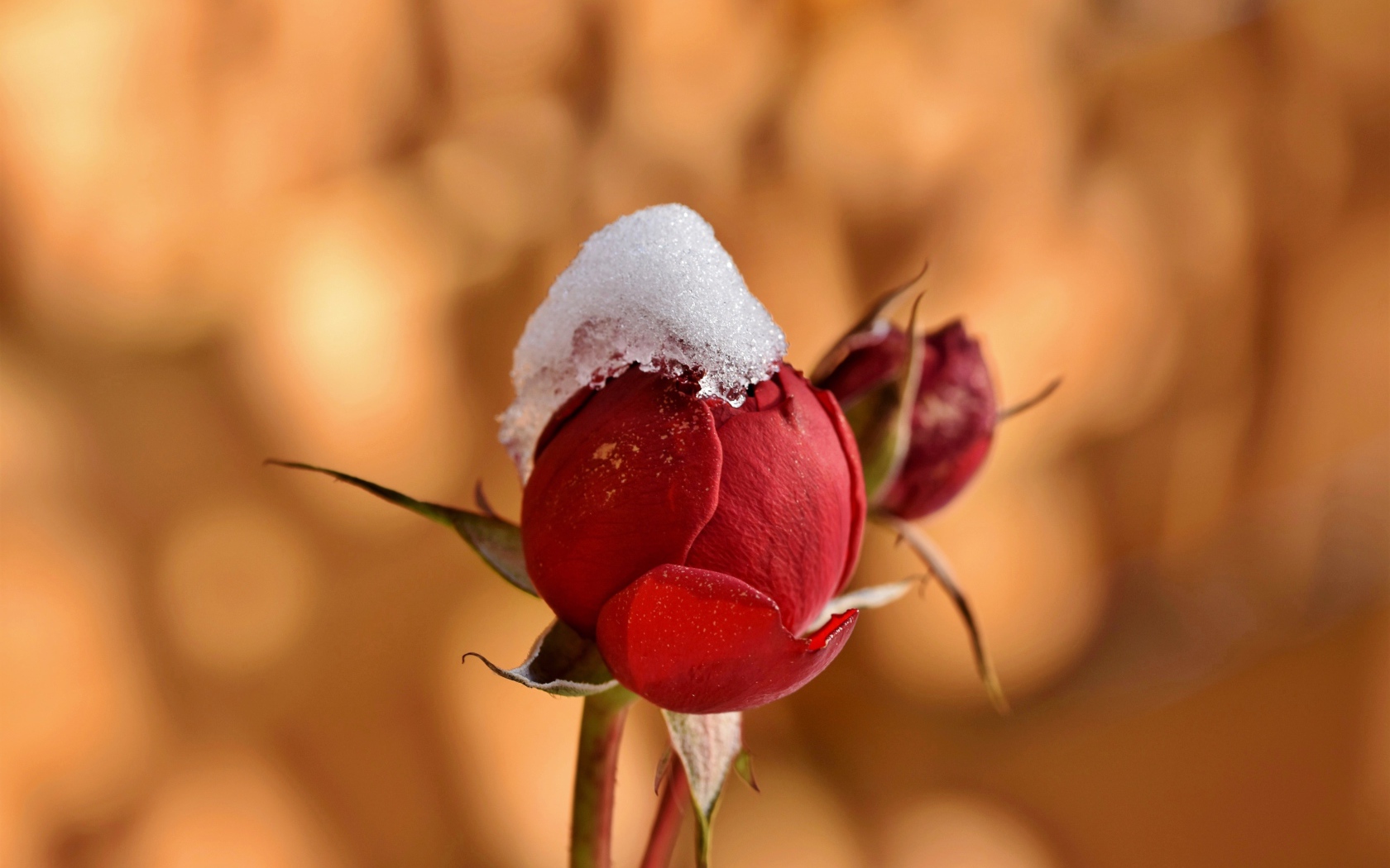 Rosebud in the snow close up