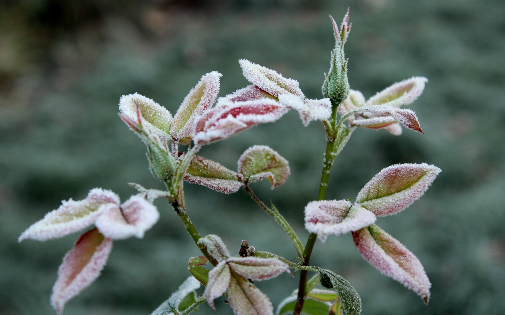 Бутоны роз в холодном инее на клумбе