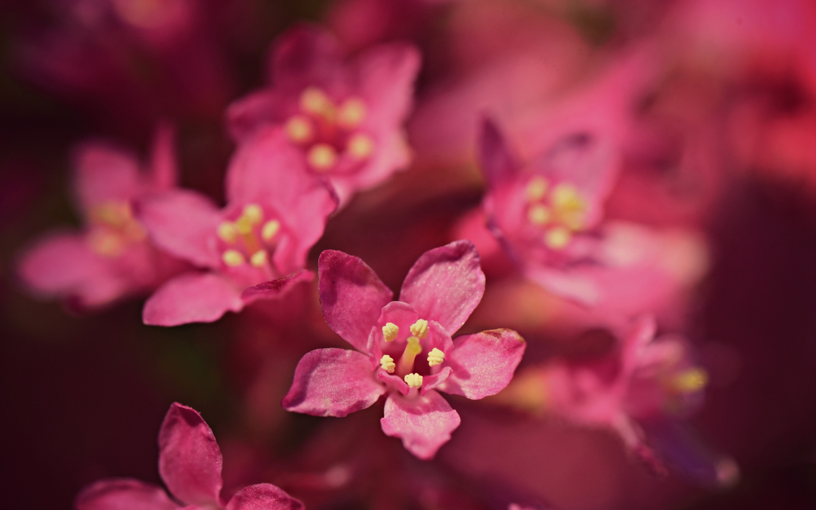 Мелкие розовые цветы эмбелия