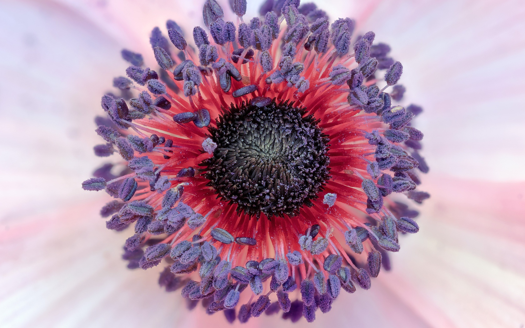 Середина цветка розовой анемоны 