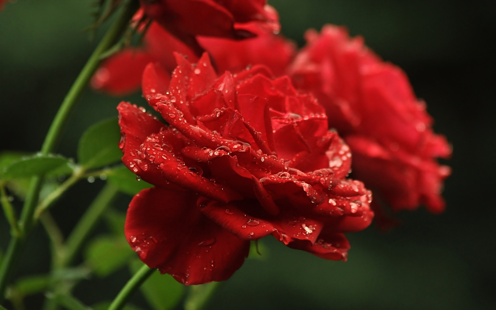 Три алые розы в каплях росы