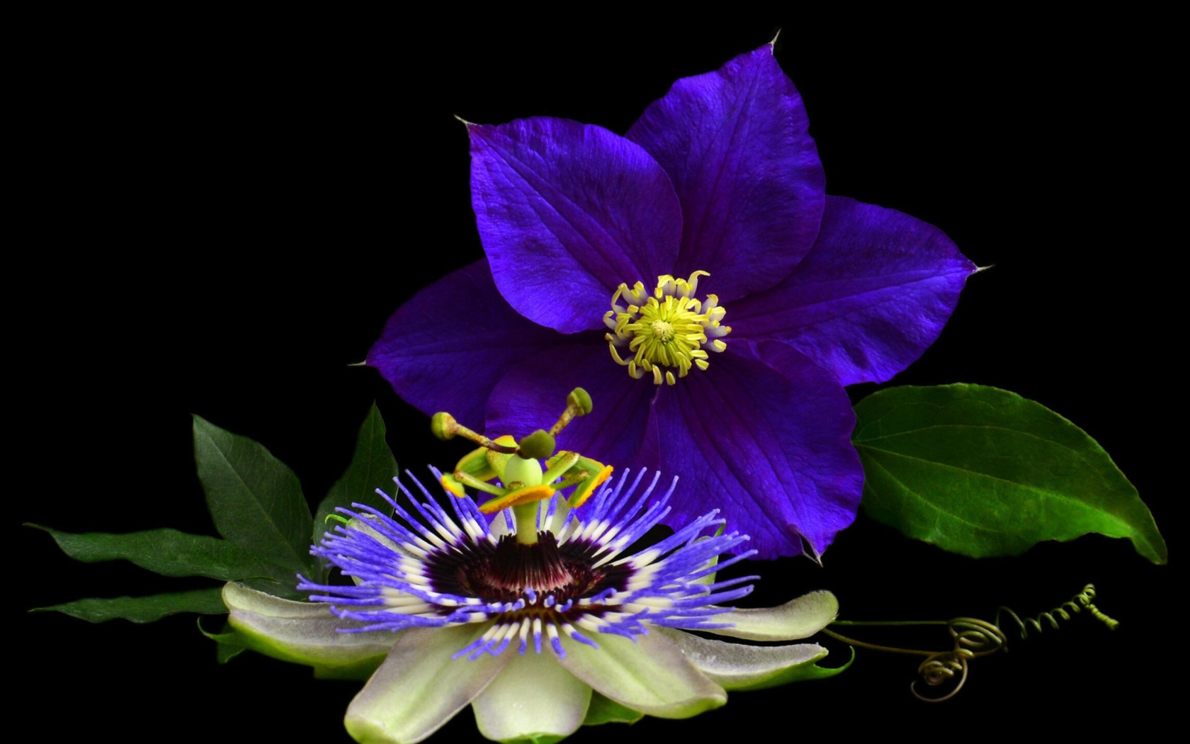 Два красивых цветка клематиса на черном фоне