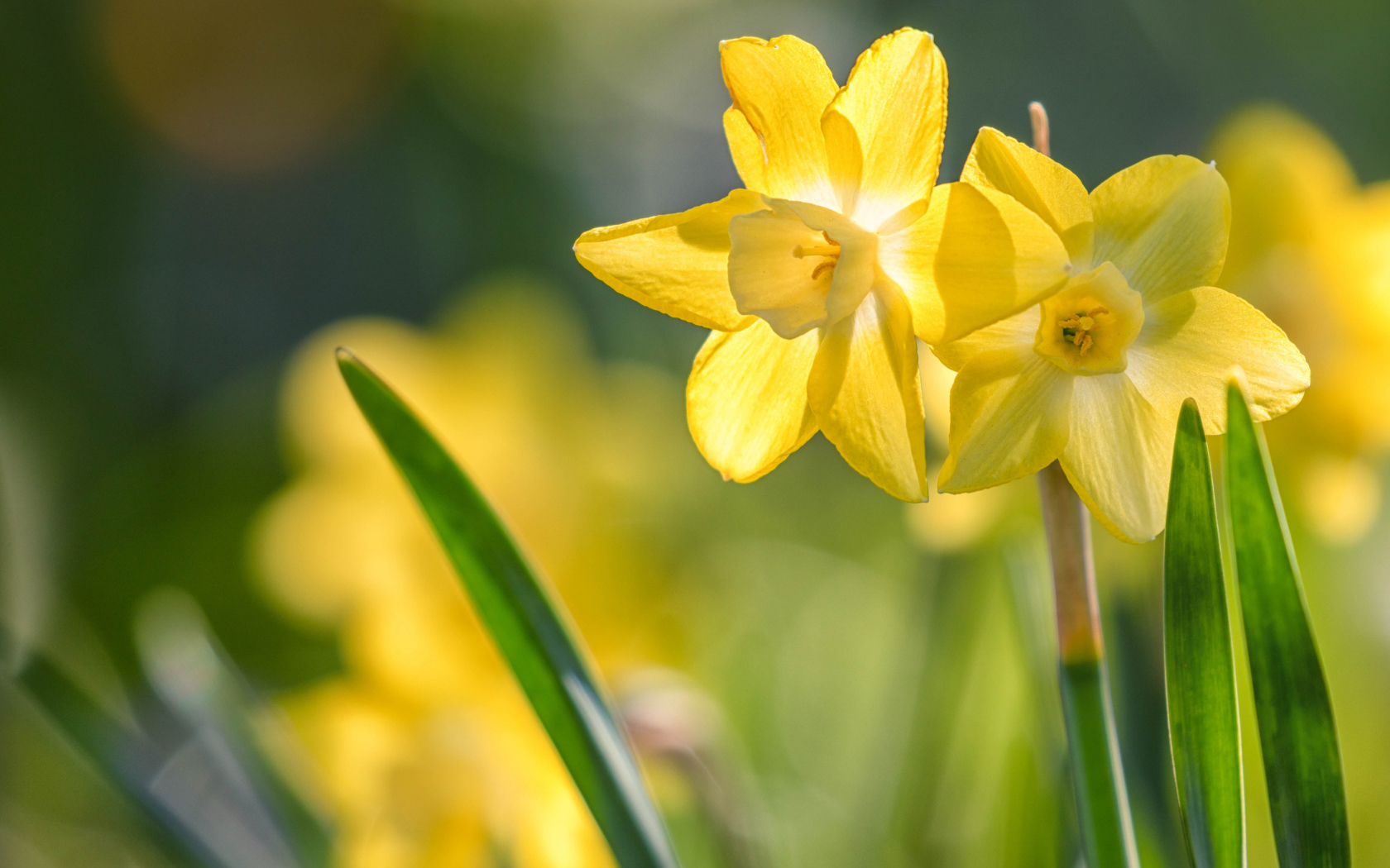 Два нежных весенних нарцисса на клумбе