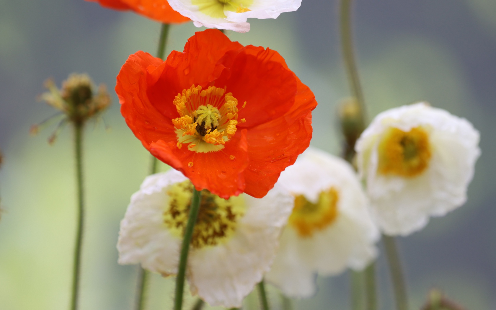 Белые и красные маки крупным планом