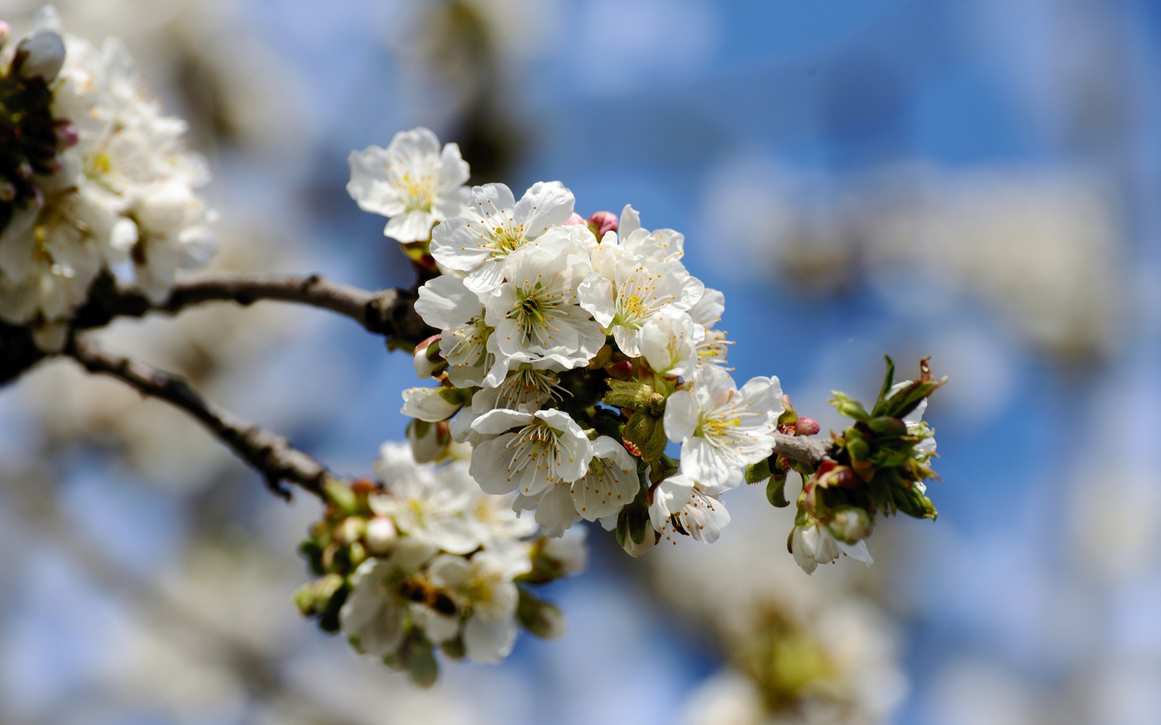 Белые красивые цветы вишни с бутонами на ветке 