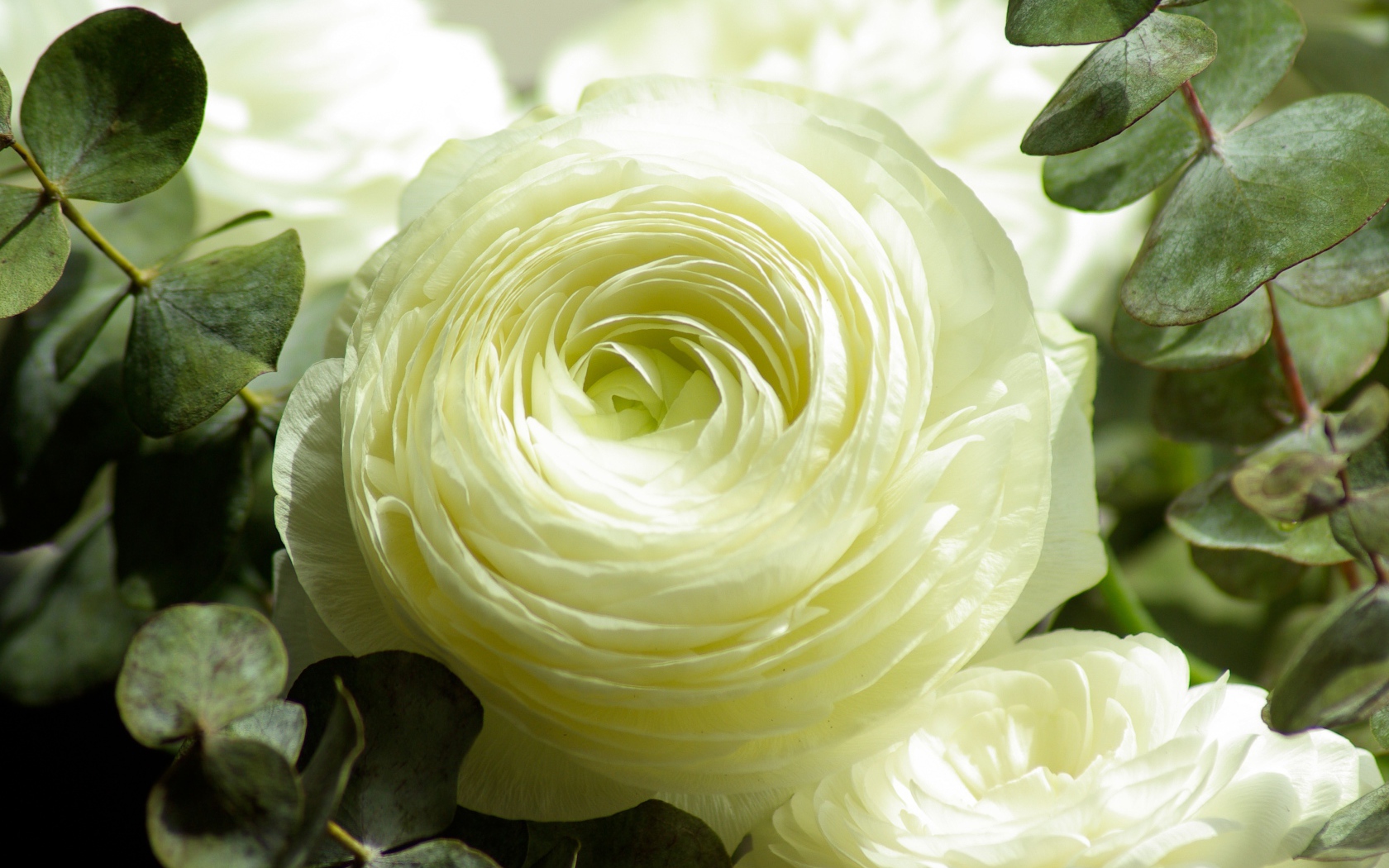 Белые цветы лютика крупным планом